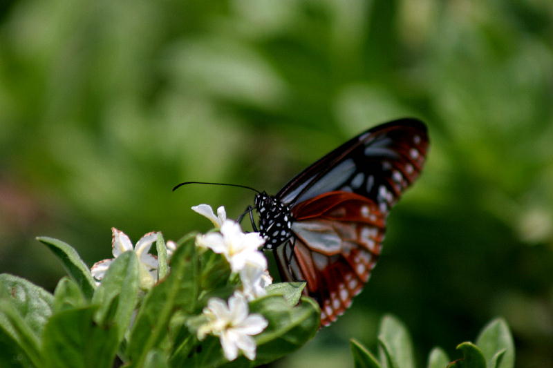 b0171185_15582350.jpg