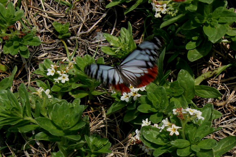 b0171185_1613422.jpg
