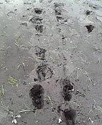 c0193390_1121312.jpg