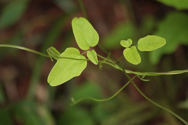 d0133693_18221070.jpg