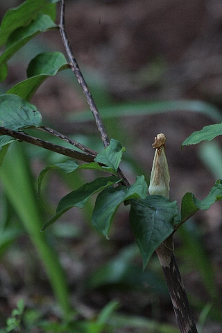 d0133693_18222089.jpg