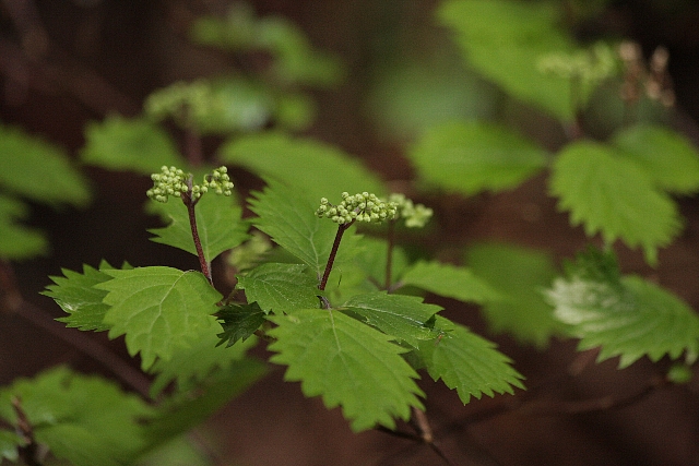 d0133693_18231898.jpg