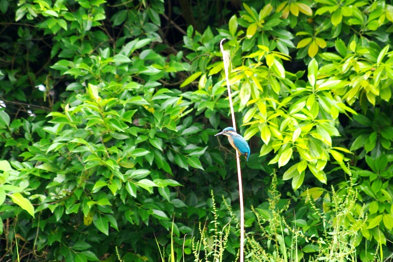 c0125596_2152167.jpg