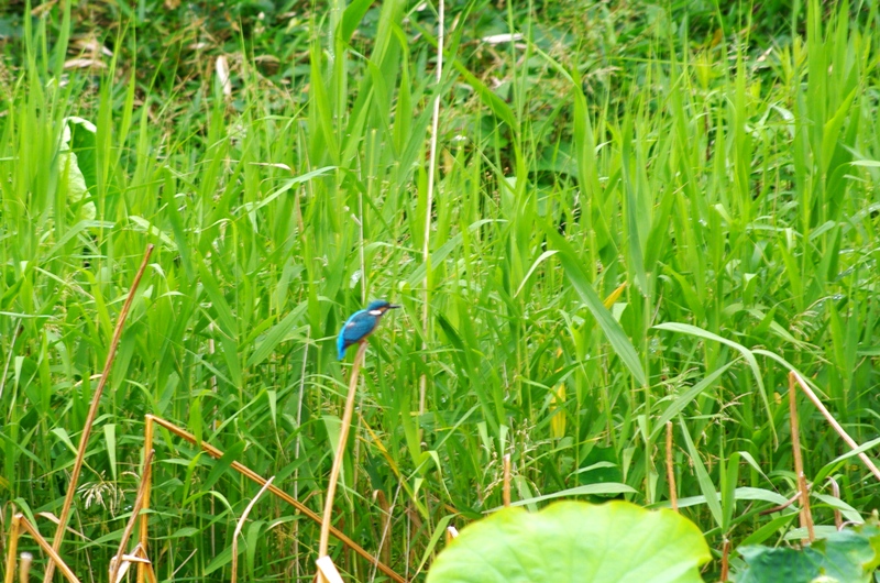 c0125596_21541179.jpg