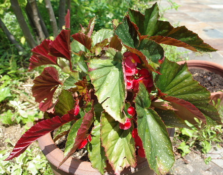 c0056707_10594026.jpg