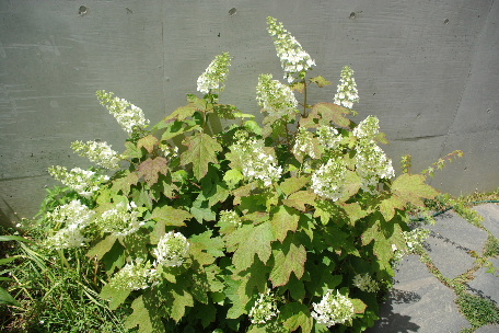 c0056707_10595429.jpg