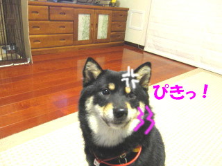 c0185516_13221110.jpg