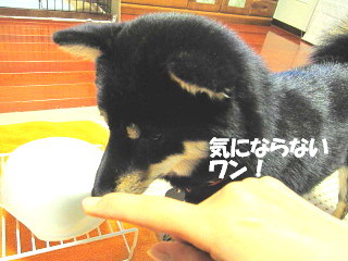 c0185516_1323593.jpg