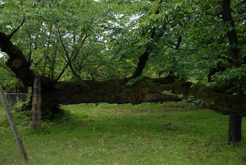 c0044021_6514978.jpg