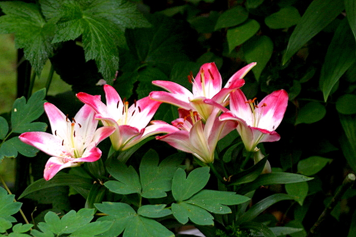 b0165522_1121737.jpg