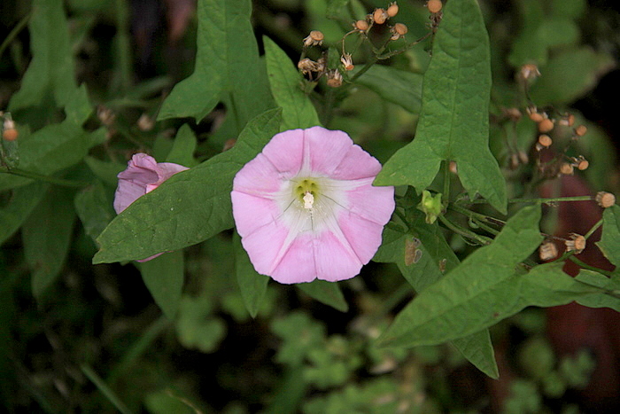 b0165522_1694390.jpg
