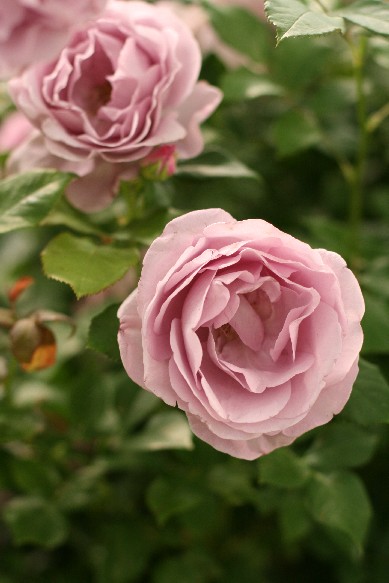 e0128322_0174447.jpg