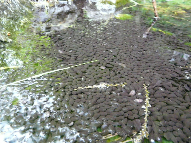 e0147226_22362666.jpg