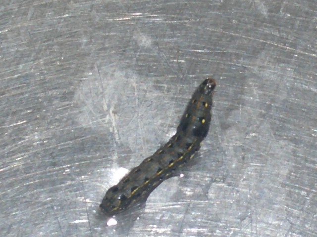 e0002927_8421524.jpg