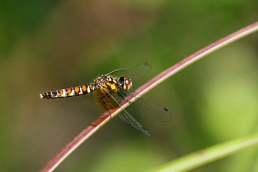 d0029333_19213396.jpg