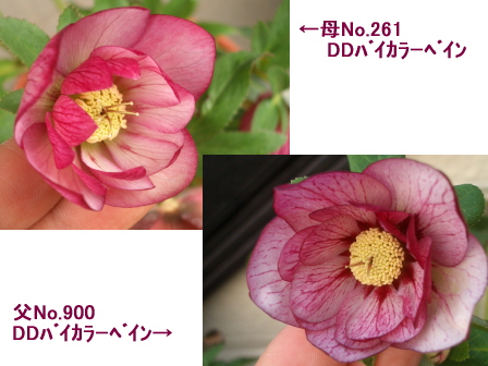 c0025140_18173739.jpg