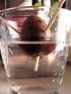 c0003752_8355690.jpg