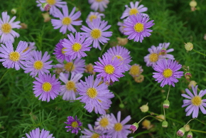 f0207754_1225780.jpg