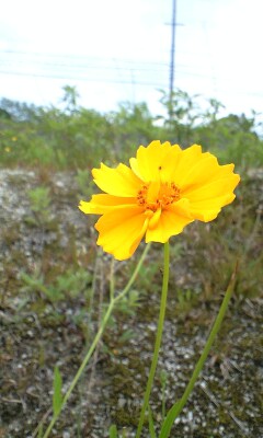 c0194767_8484540.jpg