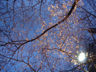 b0185768_11345615.jpg