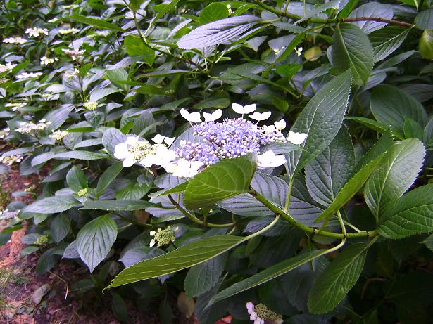 e0084071_2130930.jpg