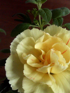 f0140174_2156816.jpg