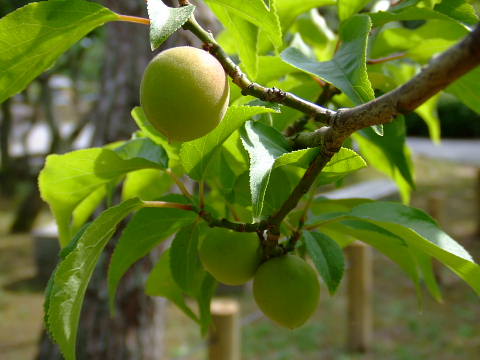c0022275_212971.jpg