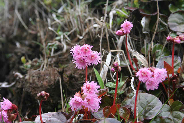 f0082181_8585933.jpg