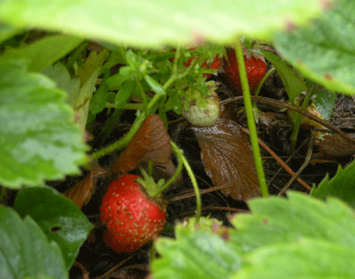 e0066883_2212997.gif