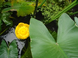 e0155085_23402245.jpg