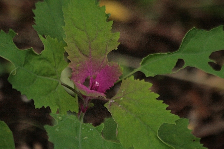 d0133693_18182432.jpg