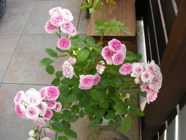e0173743_0221741.jpg