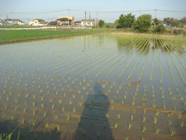 e0169149_2093428.jpg