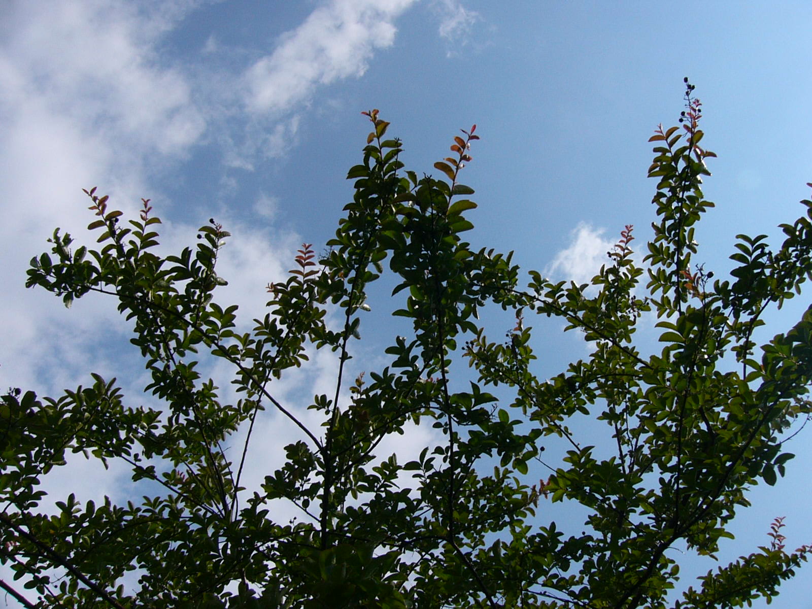 f0175754_15555280.jpg