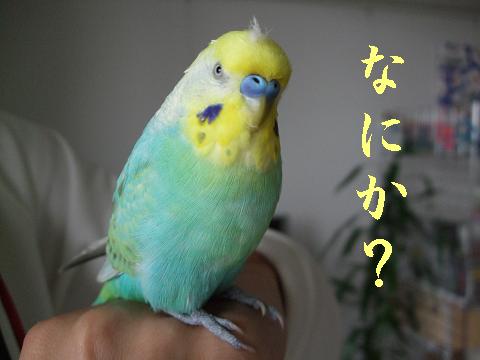f0149057_1282287.jpg