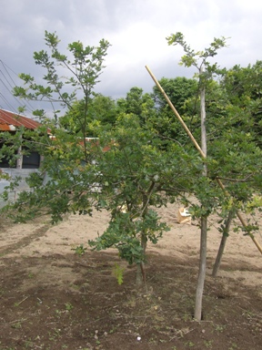 f0194457_9201379.jpg