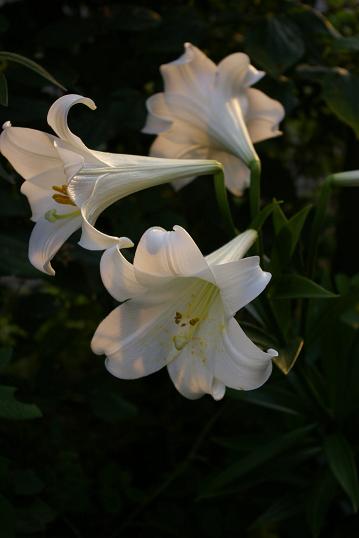 f0159267_20541551.jpg