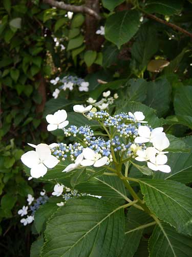 e0097770_1251180.jpg