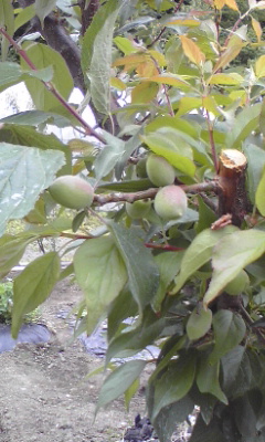 f0161572_13285229.jpg