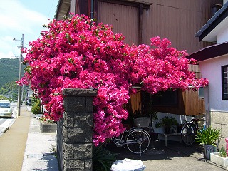 d0114583_11551248.jpg