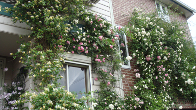 e0008586_953528.jpg