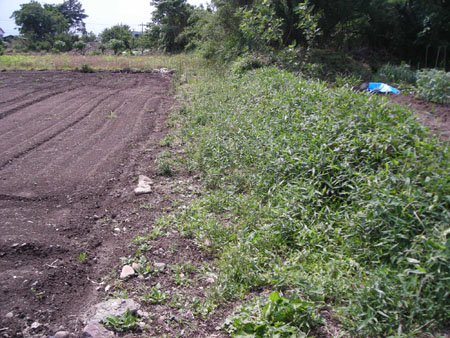 d0000995_161711100.jpg