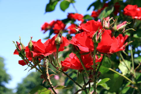 c0090198_354661.jpg
