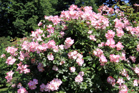 c0090198_393930.jpg