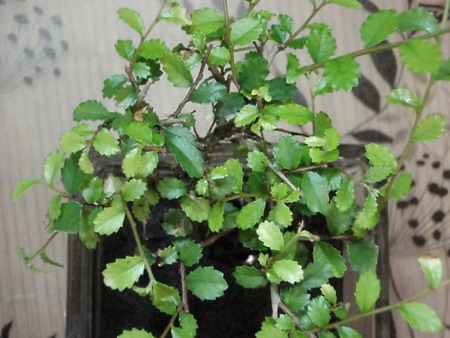 c0147699_0261358.jpg