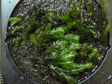 c0147699_0353439.jpg