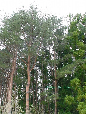 d0087503_117866.jpg