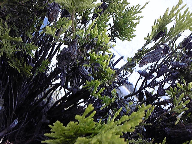 e0015108_10124740.jpg