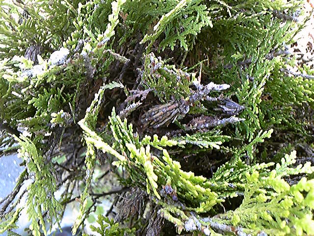 e0015108_101339.jpg