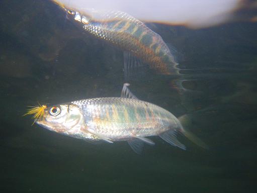 e0123808_053152.jpg